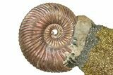 Iridescent Pyritized Ammonite (Quenstedticeras) Fossil Display #368825-1